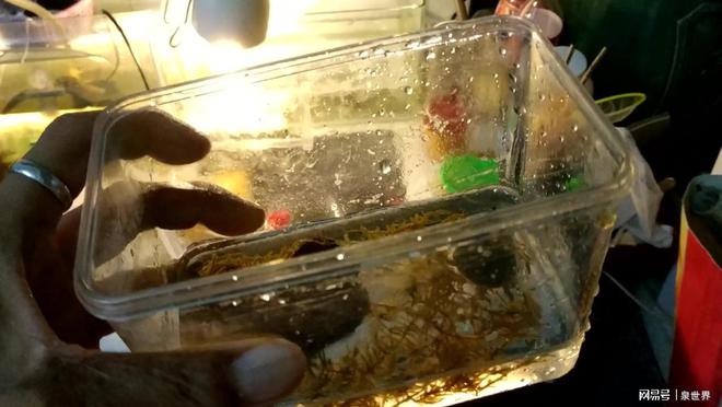 水鱼养殖周期详解，多久能达到上市标准？