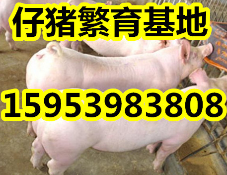 全国仔猪行情深度解析与趋势预测🐷📈