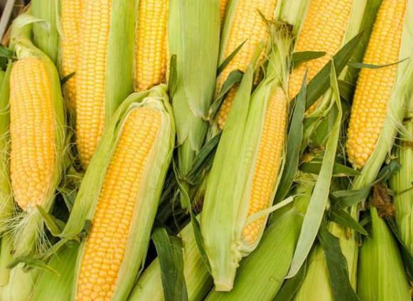甜玉米价格行情深度解析与趋势分析