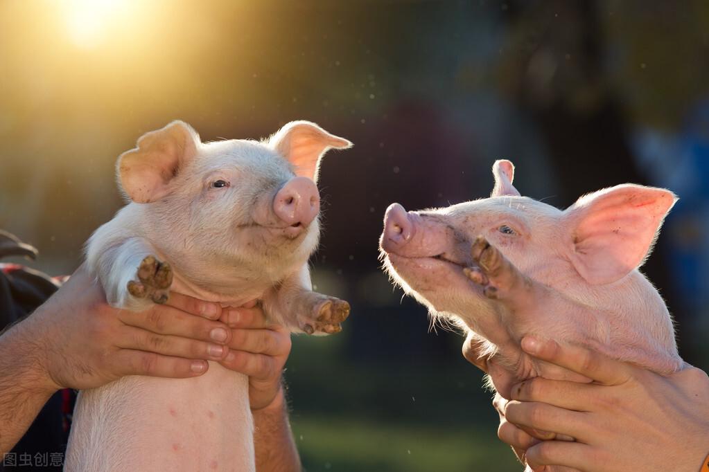 全国今日生猪价格实时更新与深度解析📊🐖
