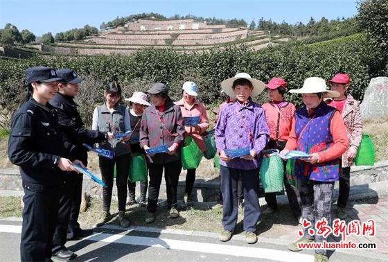 舒茶早茶苗价格探究，市场定位与影响因素分析