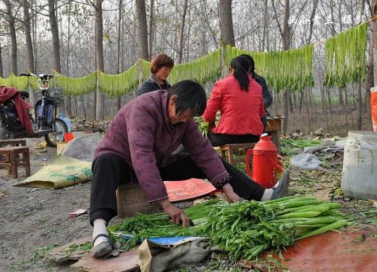 全国莴笋价格行情更新，科技引领绿色生活新篇章