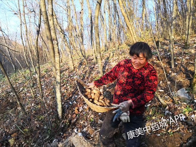 天麻价格趋势解析，洞悉未来市场动向，带你了解天麻最新价格预测（2025年）