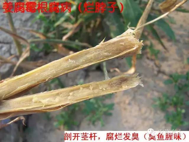 最新防治姜瘟方法详解，有效策略与论述